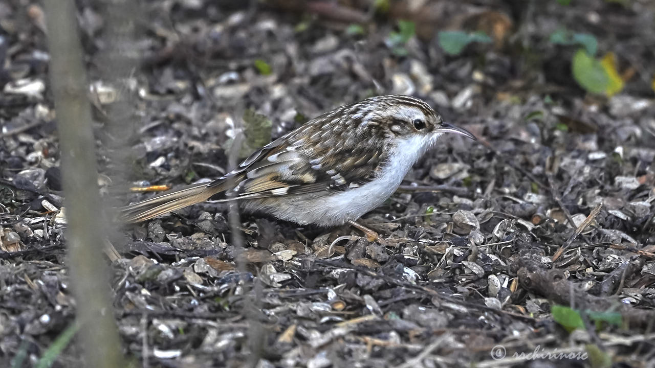 Eurasian treecreeper