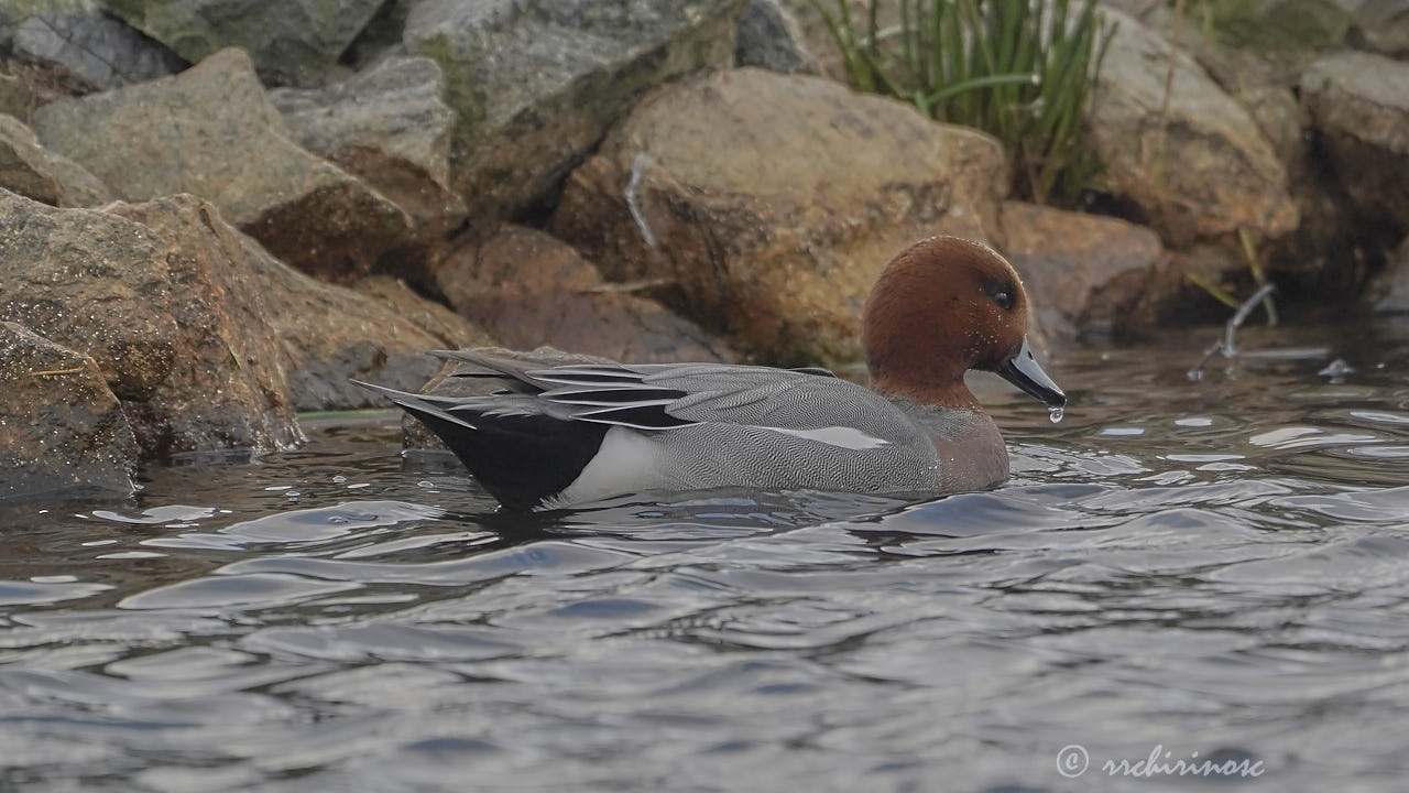 Eurasian wigeon