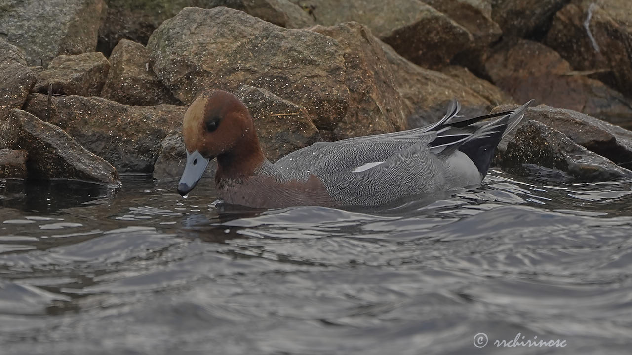 Eurasian wigeon