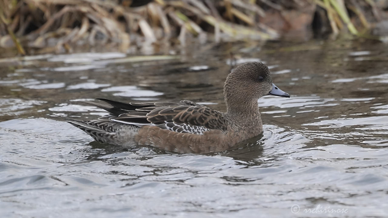 Eurasian wigeon