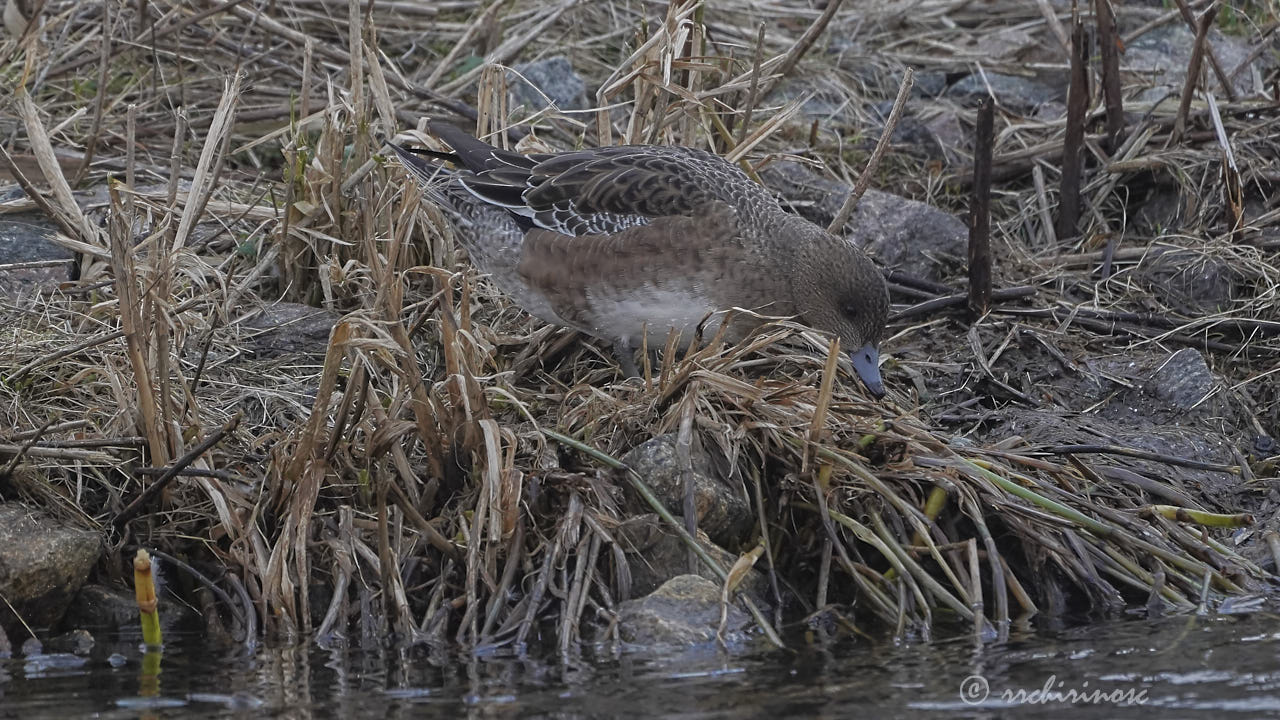 Eurasian wigeon