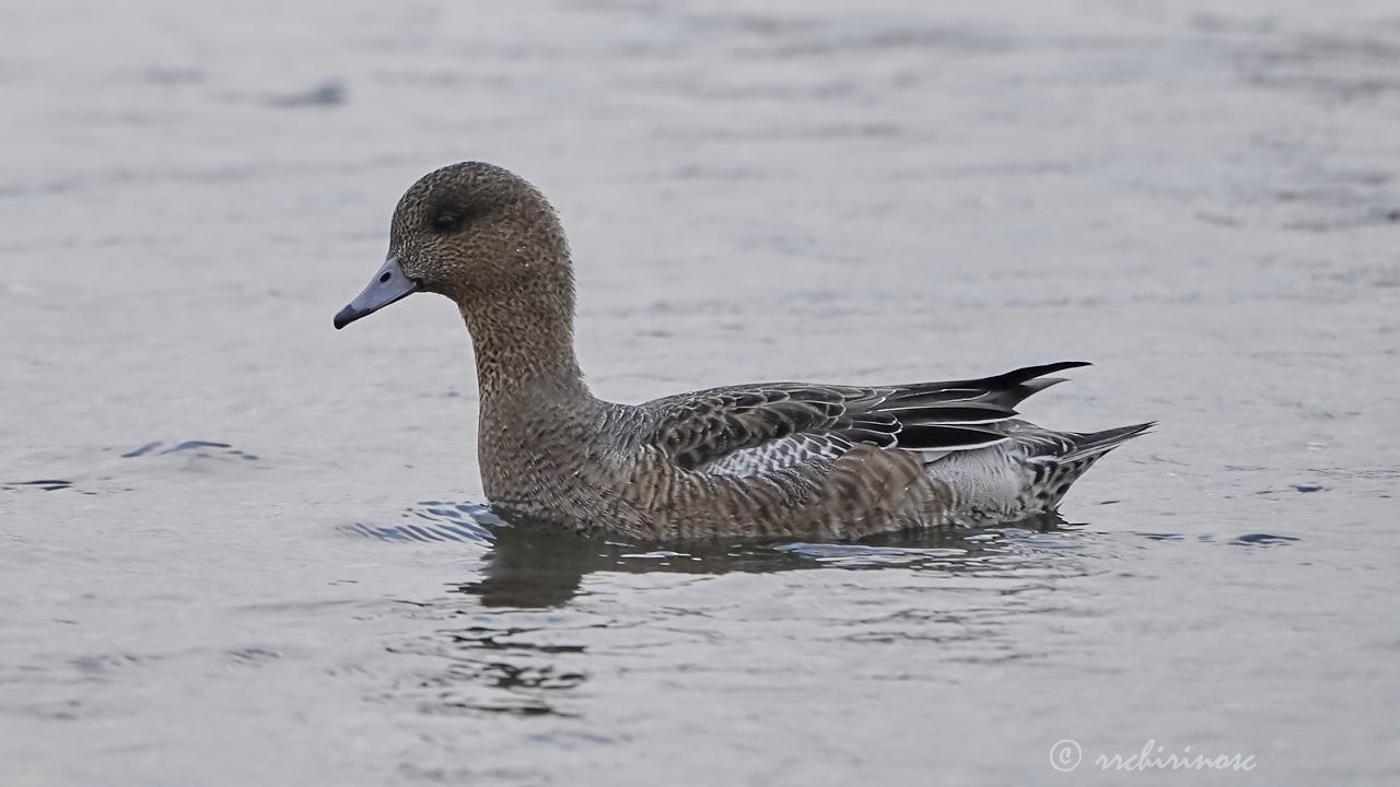 Eurasian wigeon