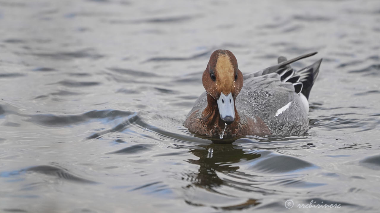 Eurasian wigeon