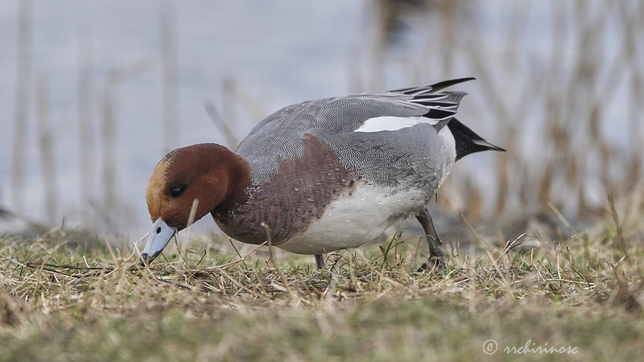 Eurasian wigeon