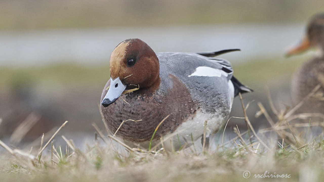 Eurasian wigeon