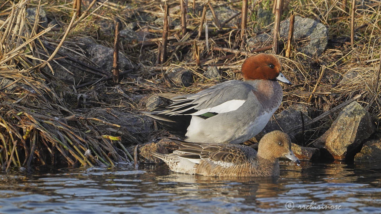 Eurasian wigeon