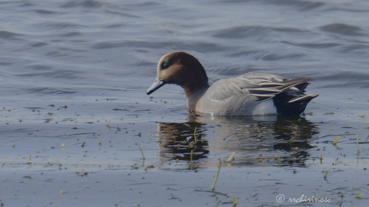 Eurasian wigeon