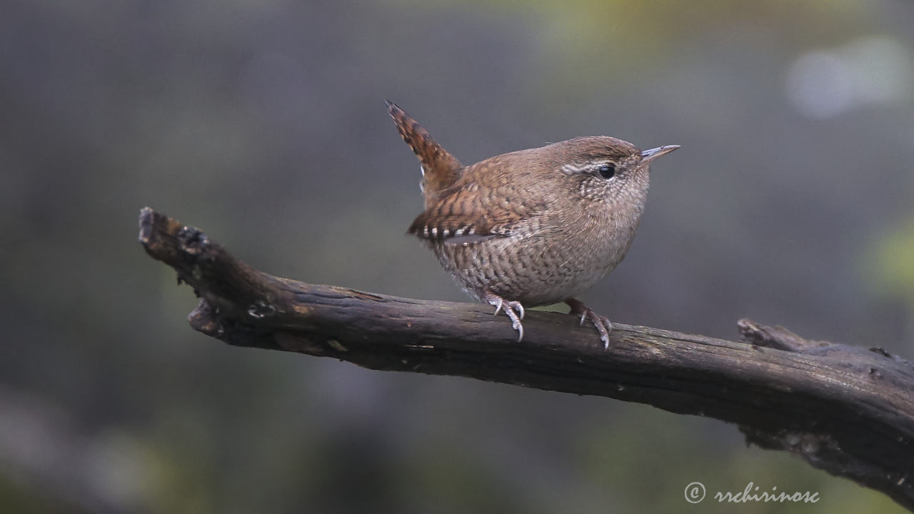 Eurasian wren