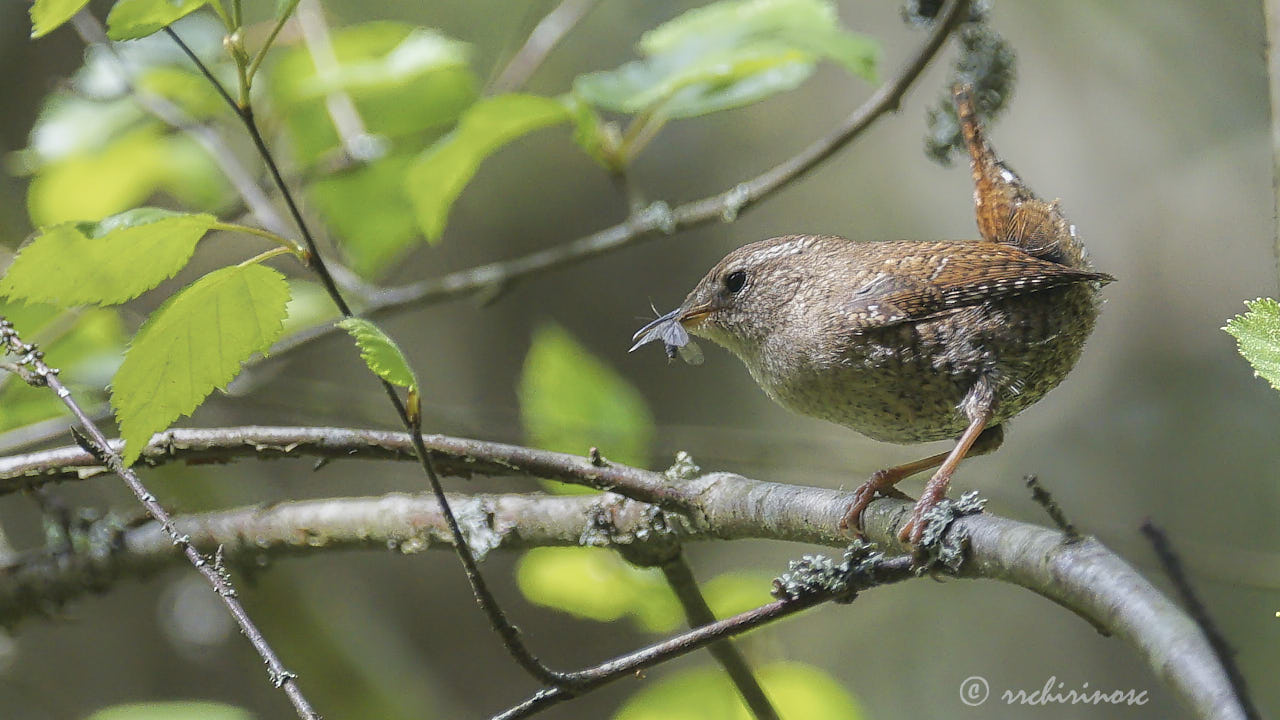 Eurasian wren