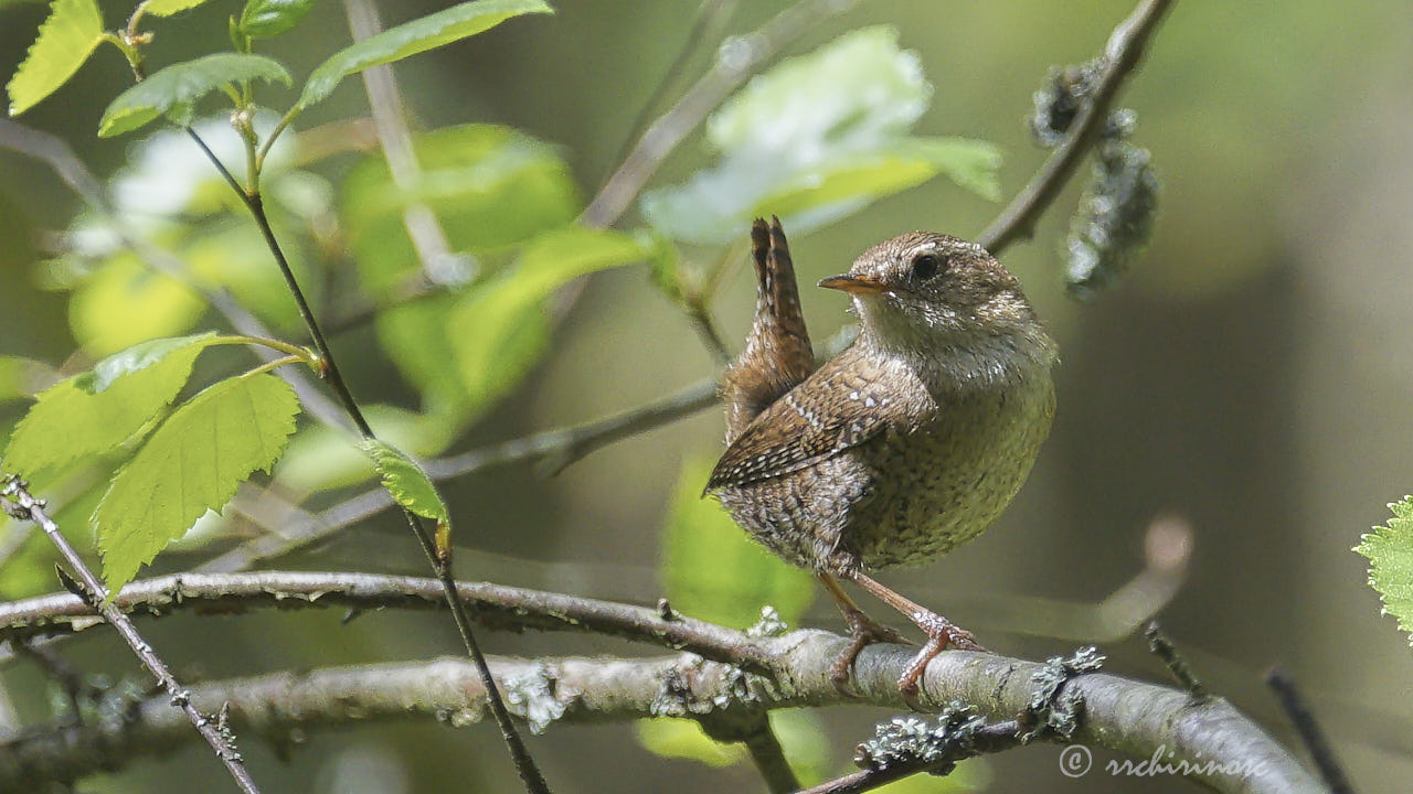 Eurasian wren