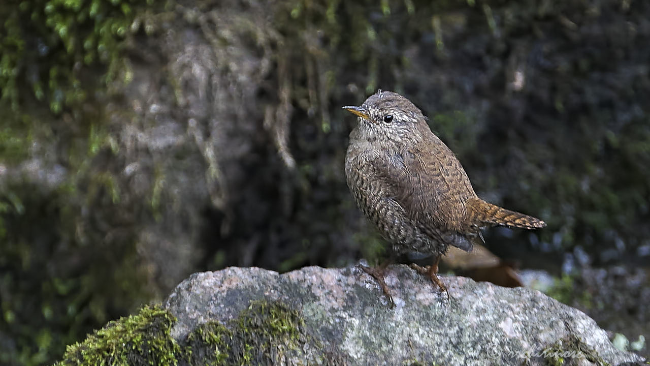 Eurasian wren