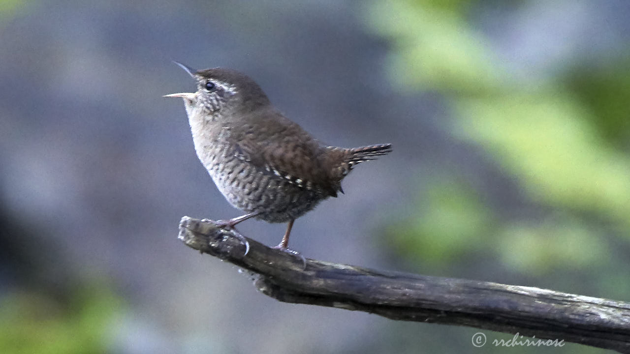 Eurasian wren