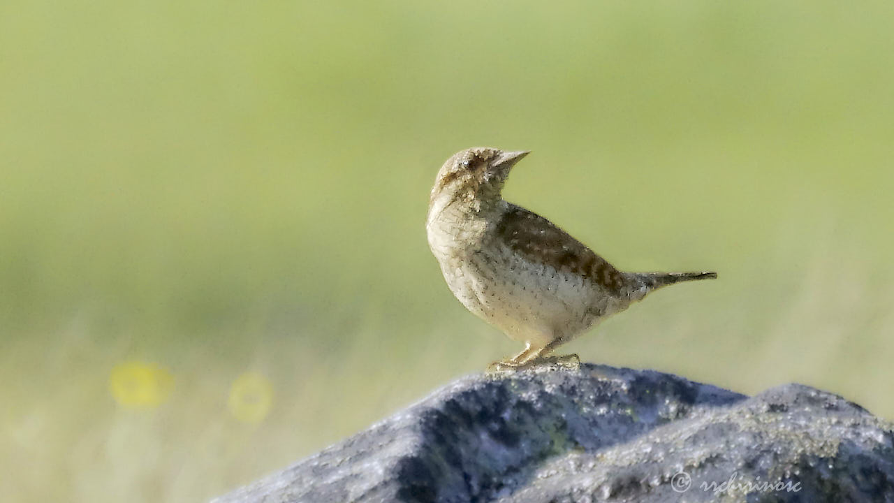 Eurasian wryneck