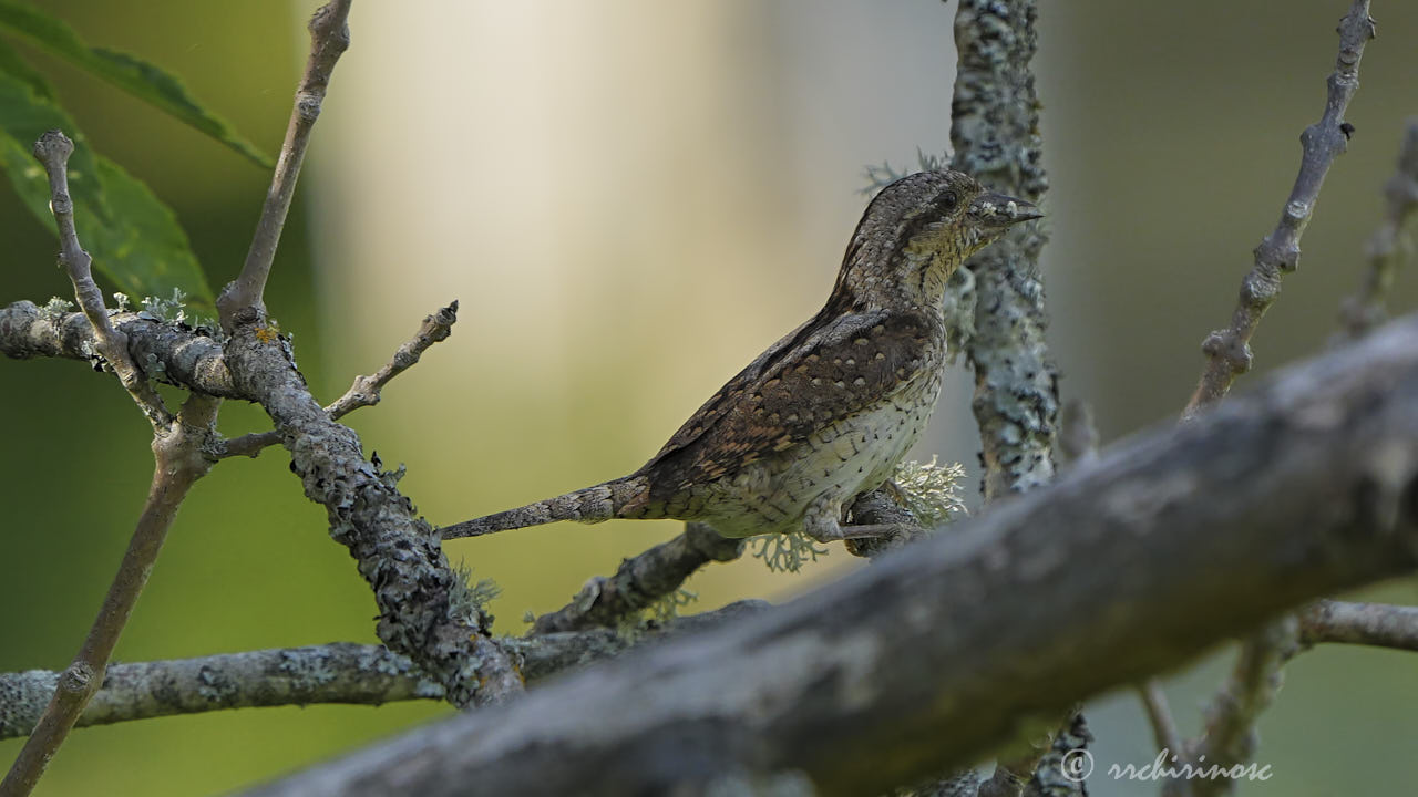 Eurasian wryneck