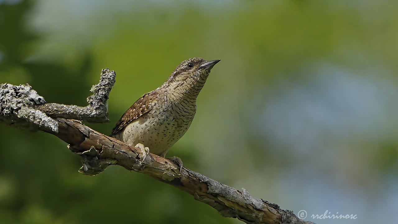 Eurasian wryneck