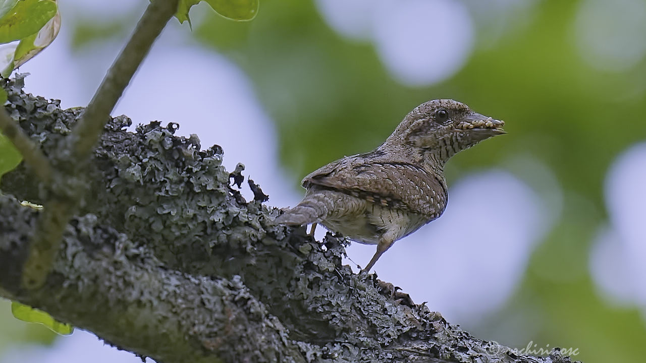 Eurasian wryneck