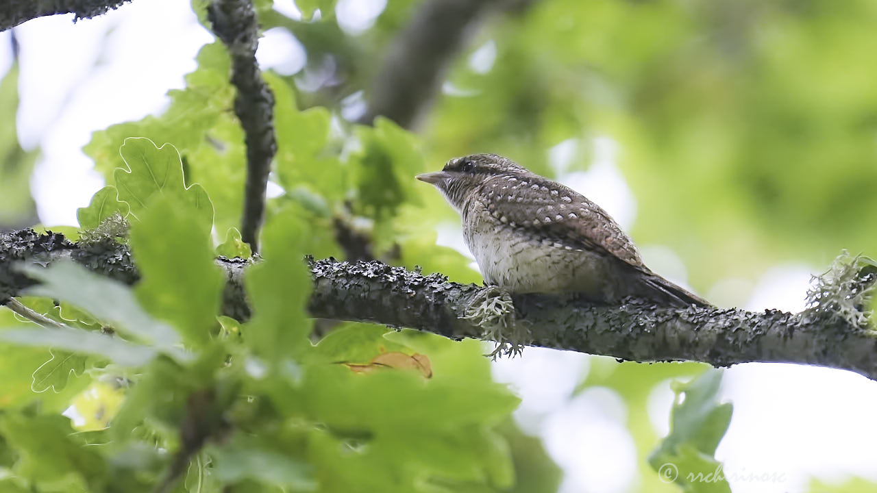 Eurasian wryneck