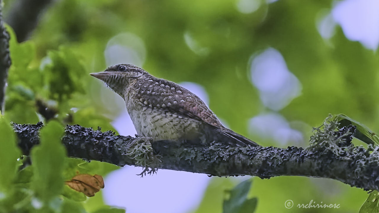 Eurasian wryneck