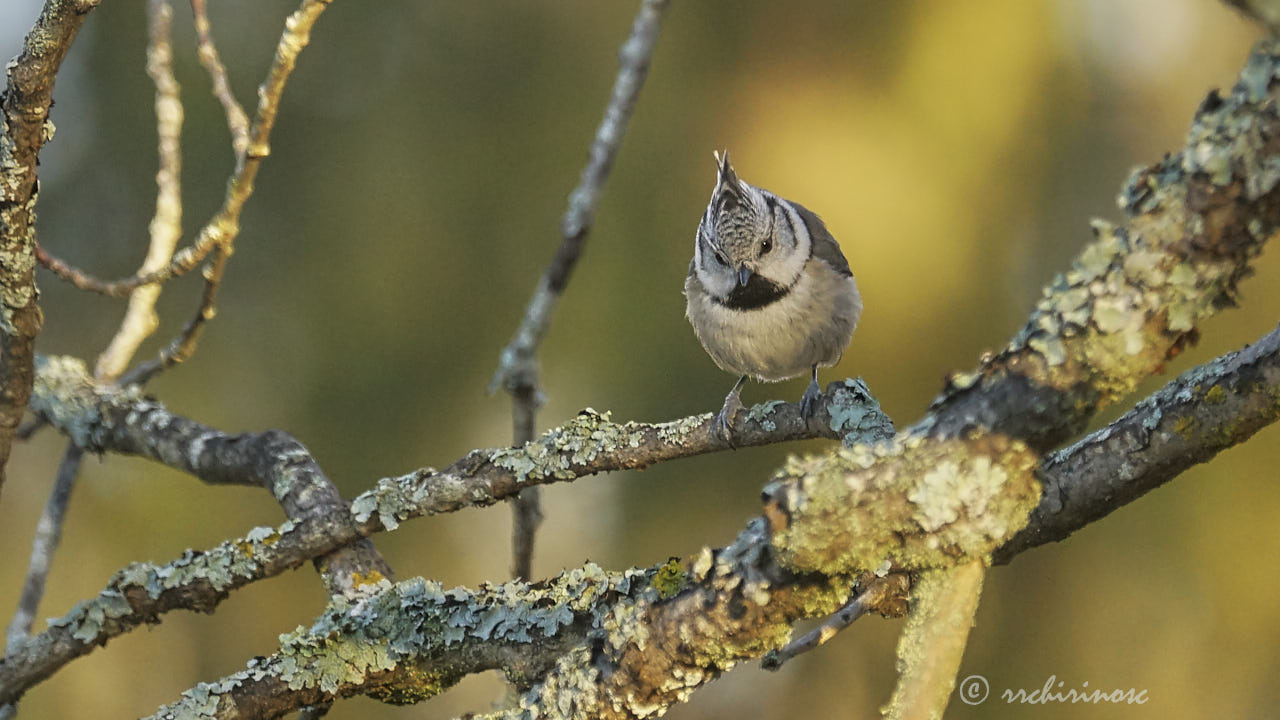 European crested tit