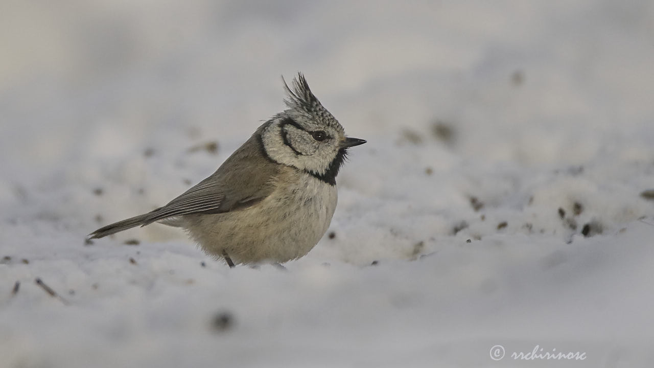 European crested tit