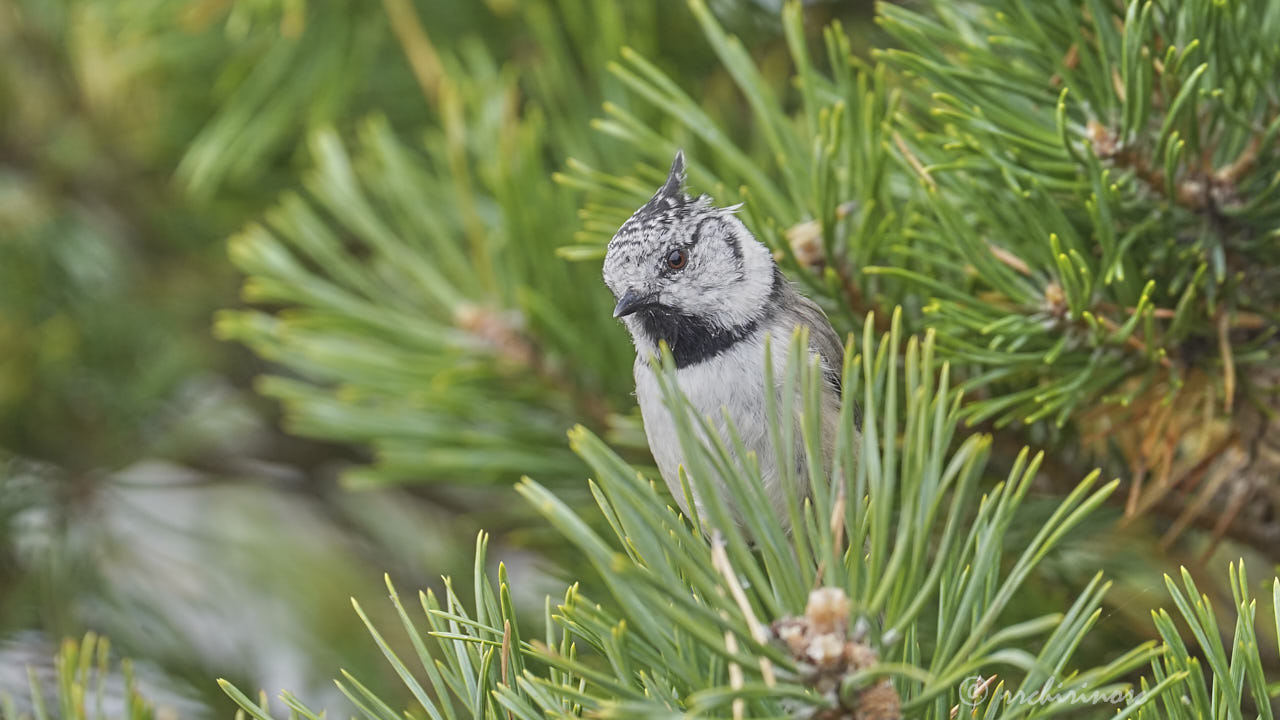 European crested tit