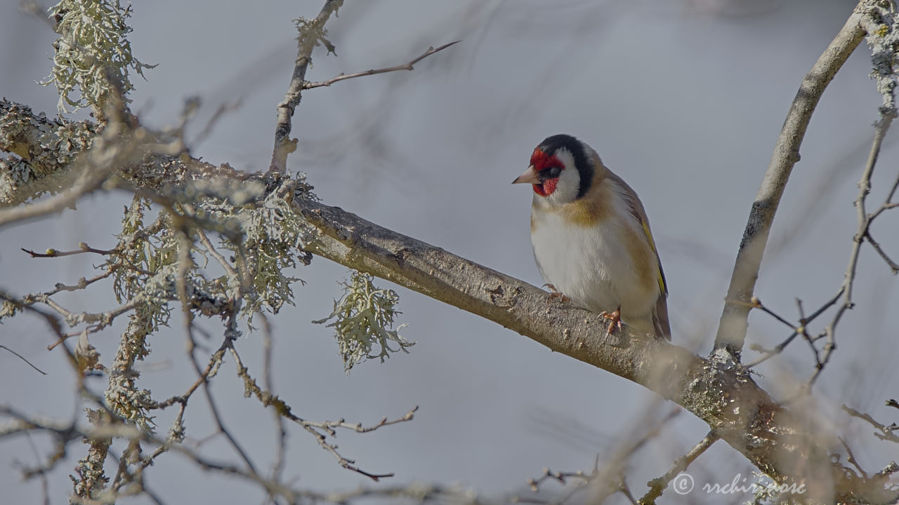 European goldfinch