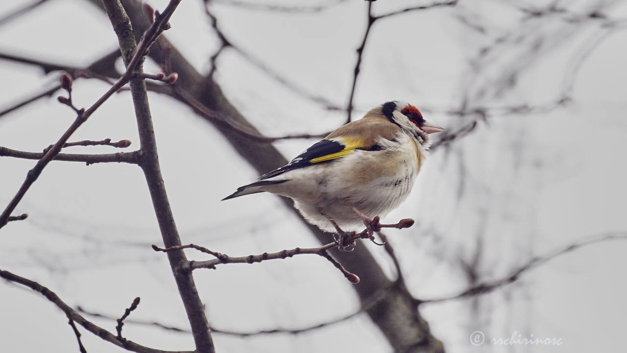 European goldfinch