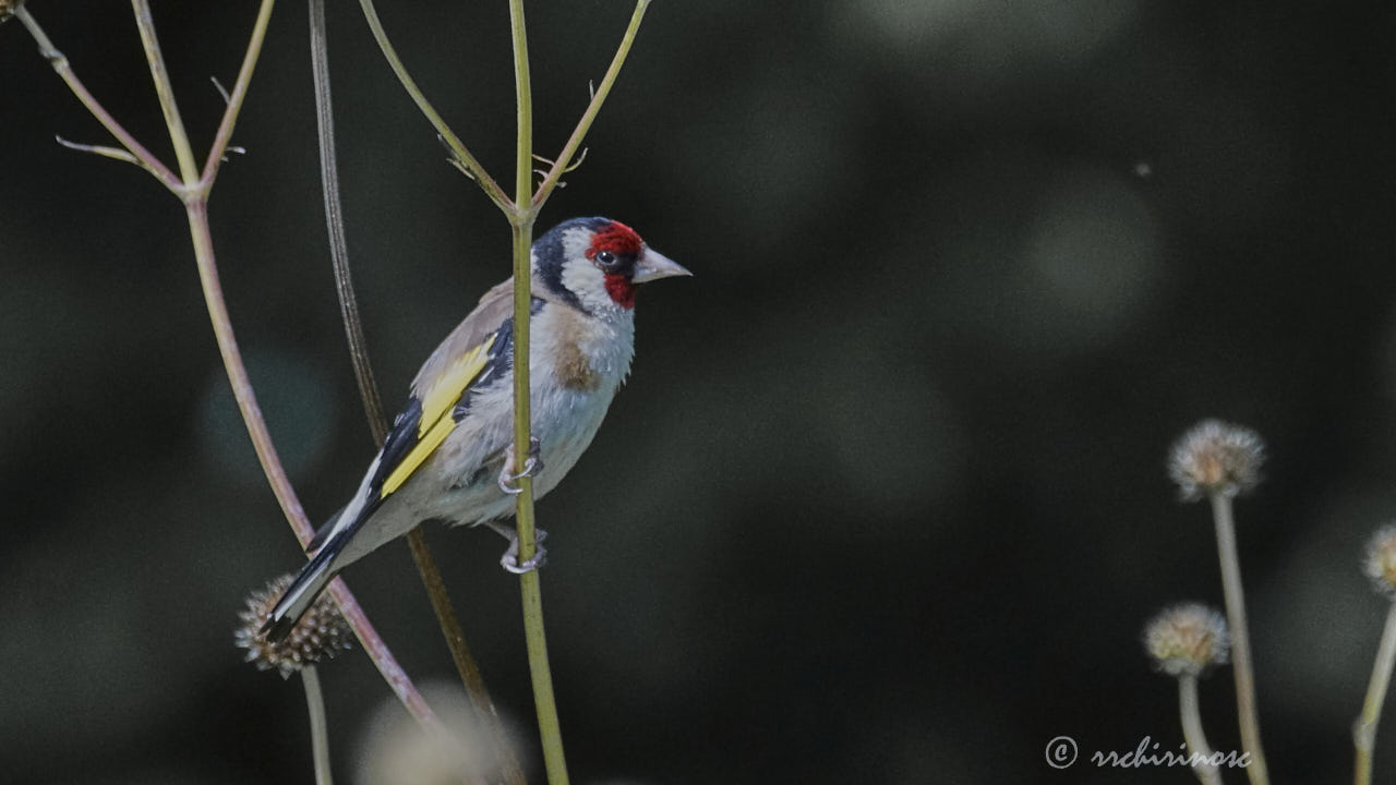 European goldfinch