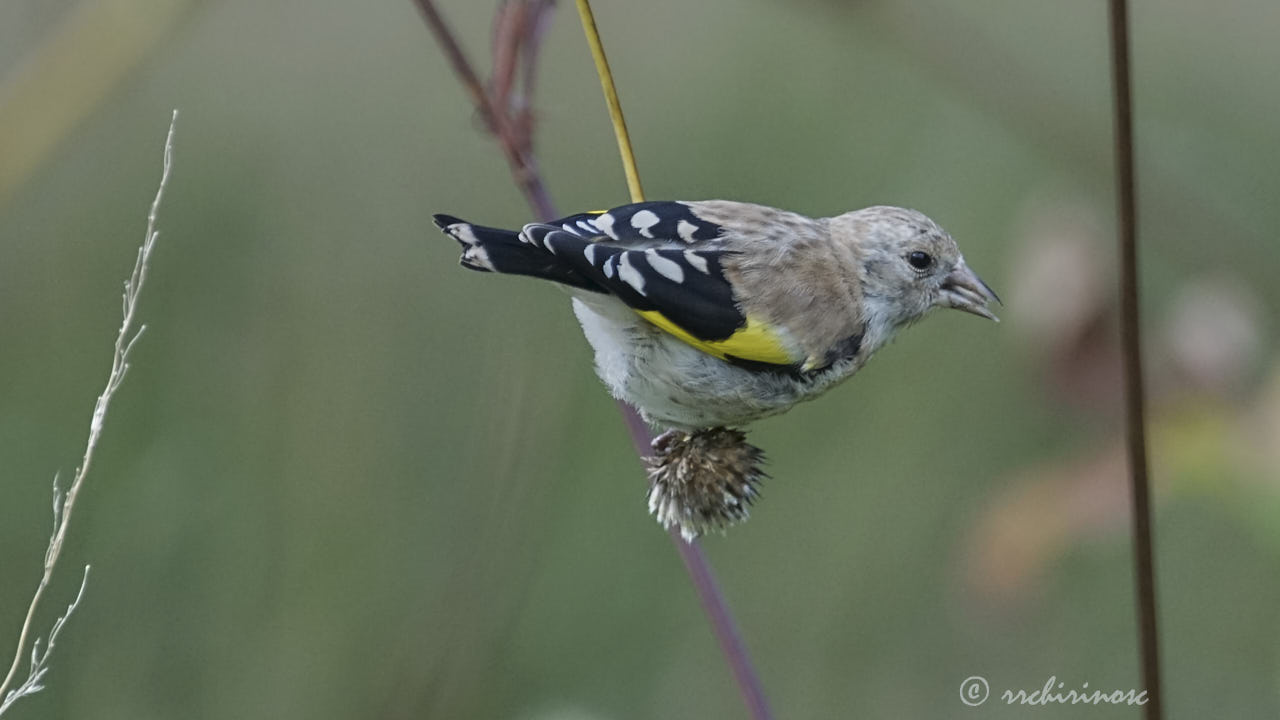 European goldfinch