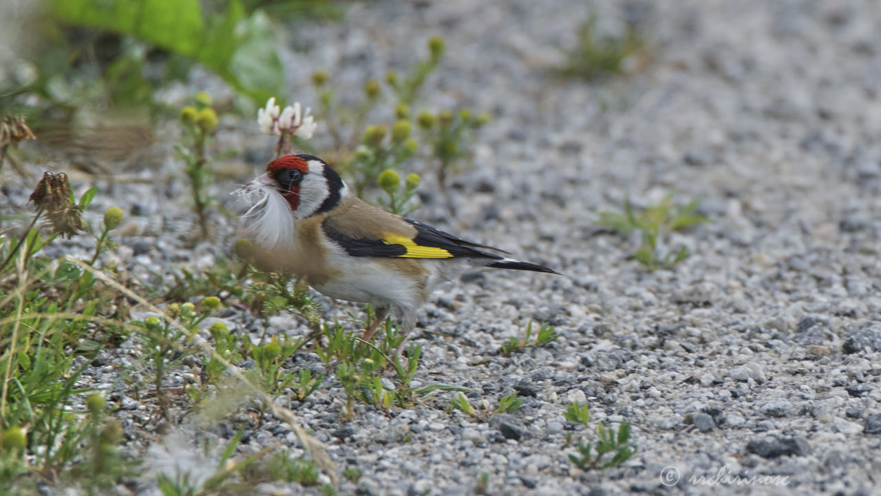 European goldfinch