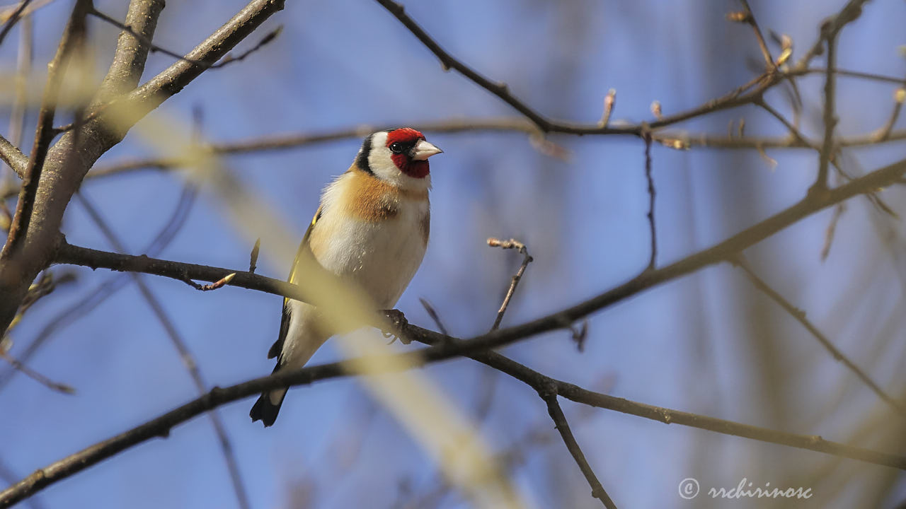 European goldfinch