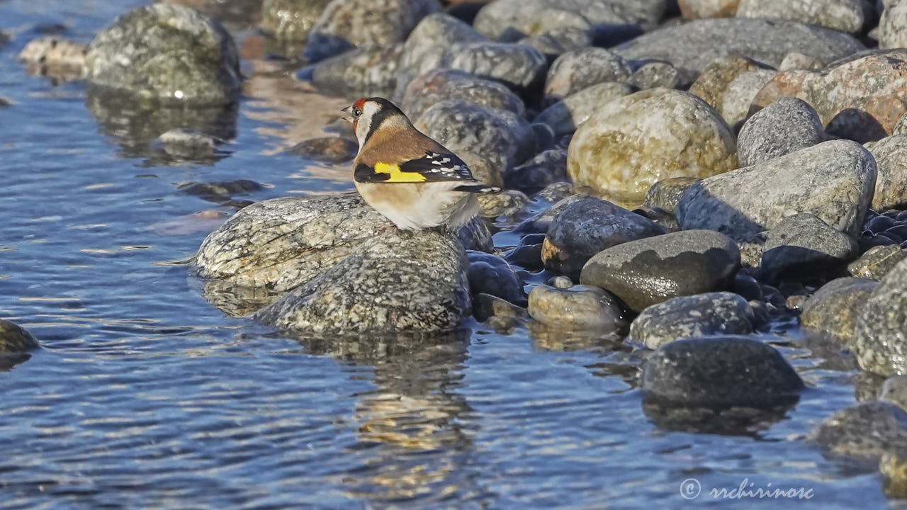 European goldfinch