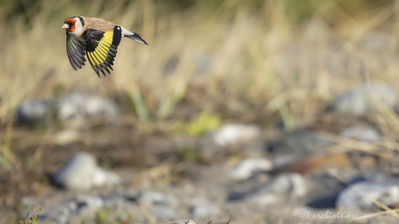 European goldfinch