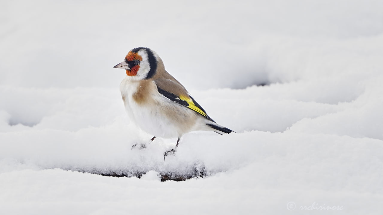 European goldfinch