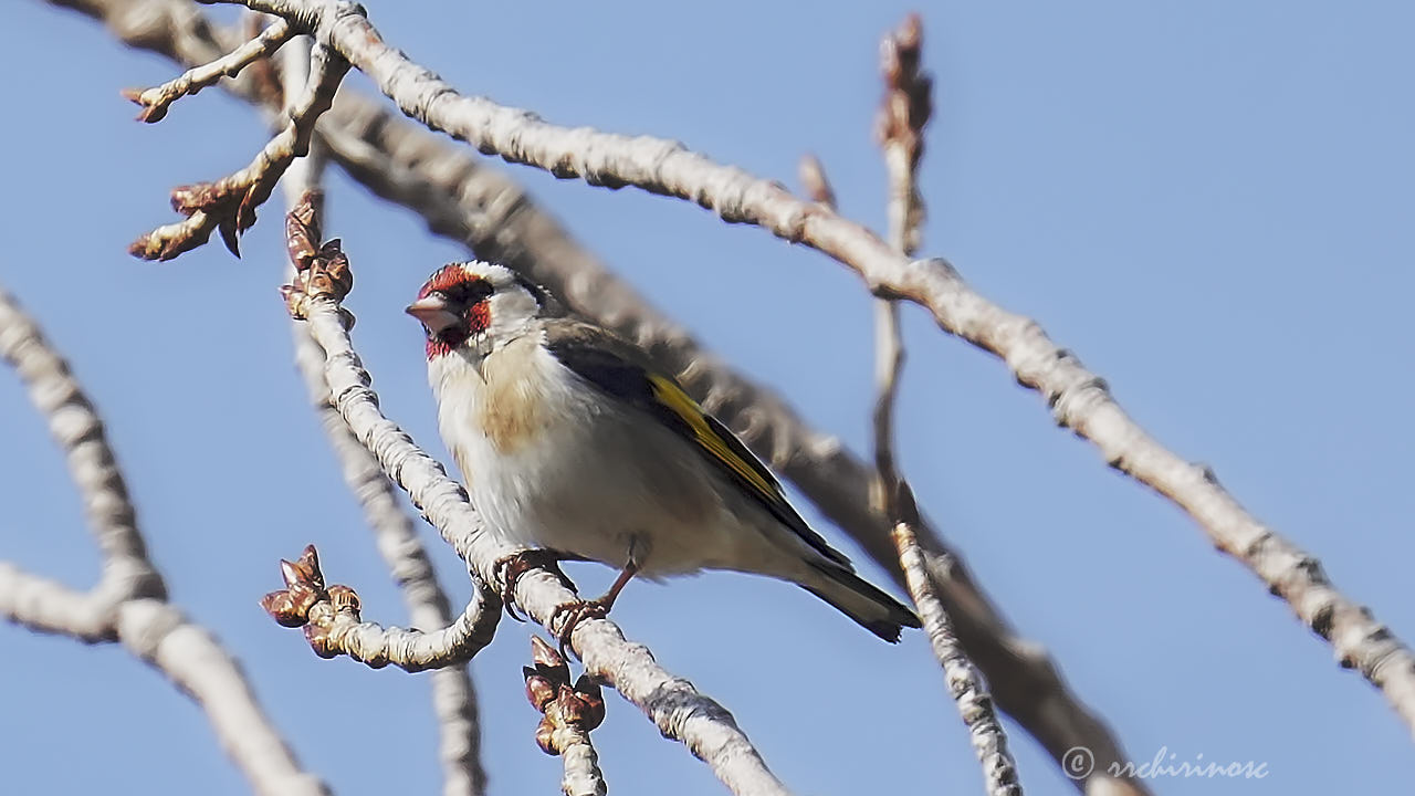 European goldfinch