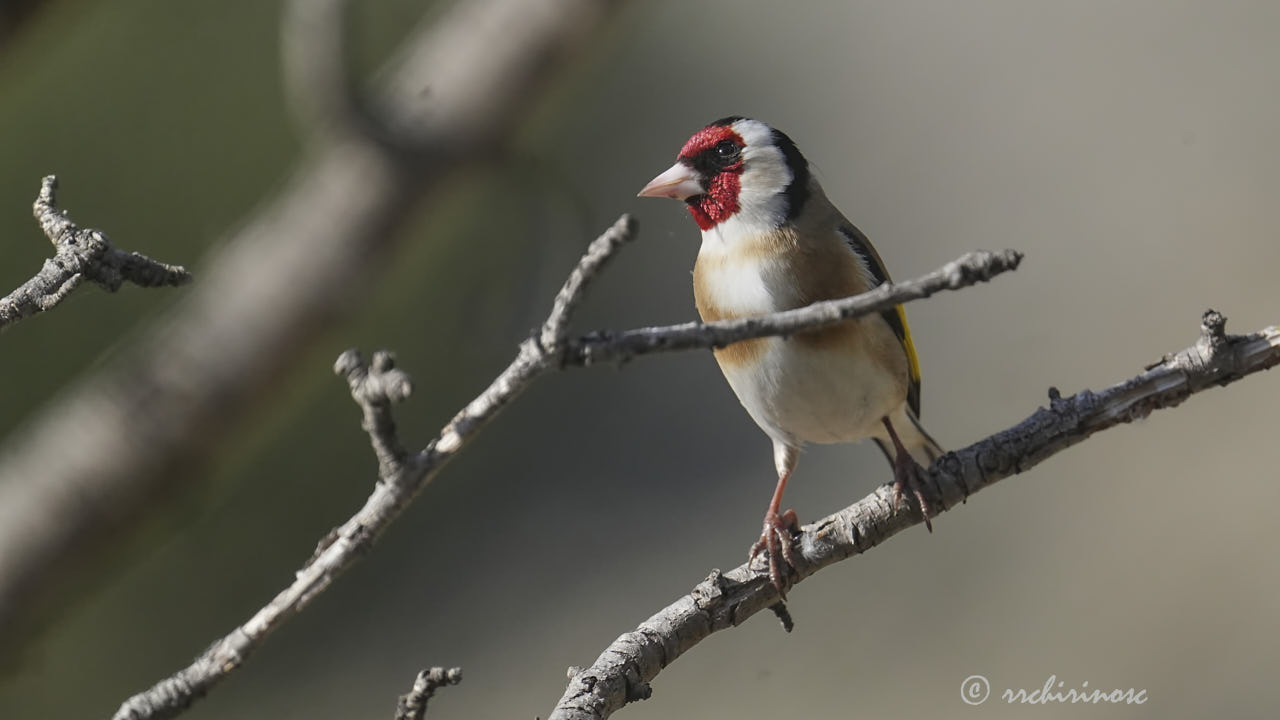 European goldfinch