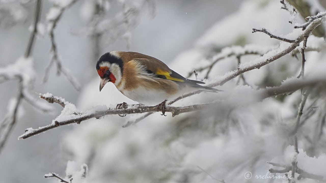 European goldfinch