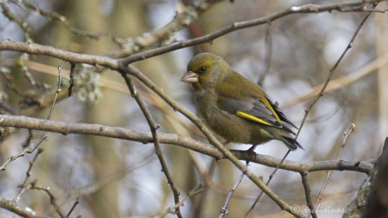 European greenfinch