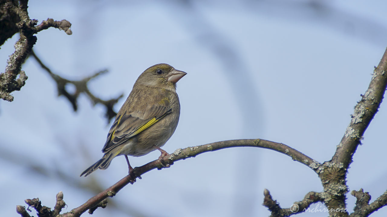 European greenfinch