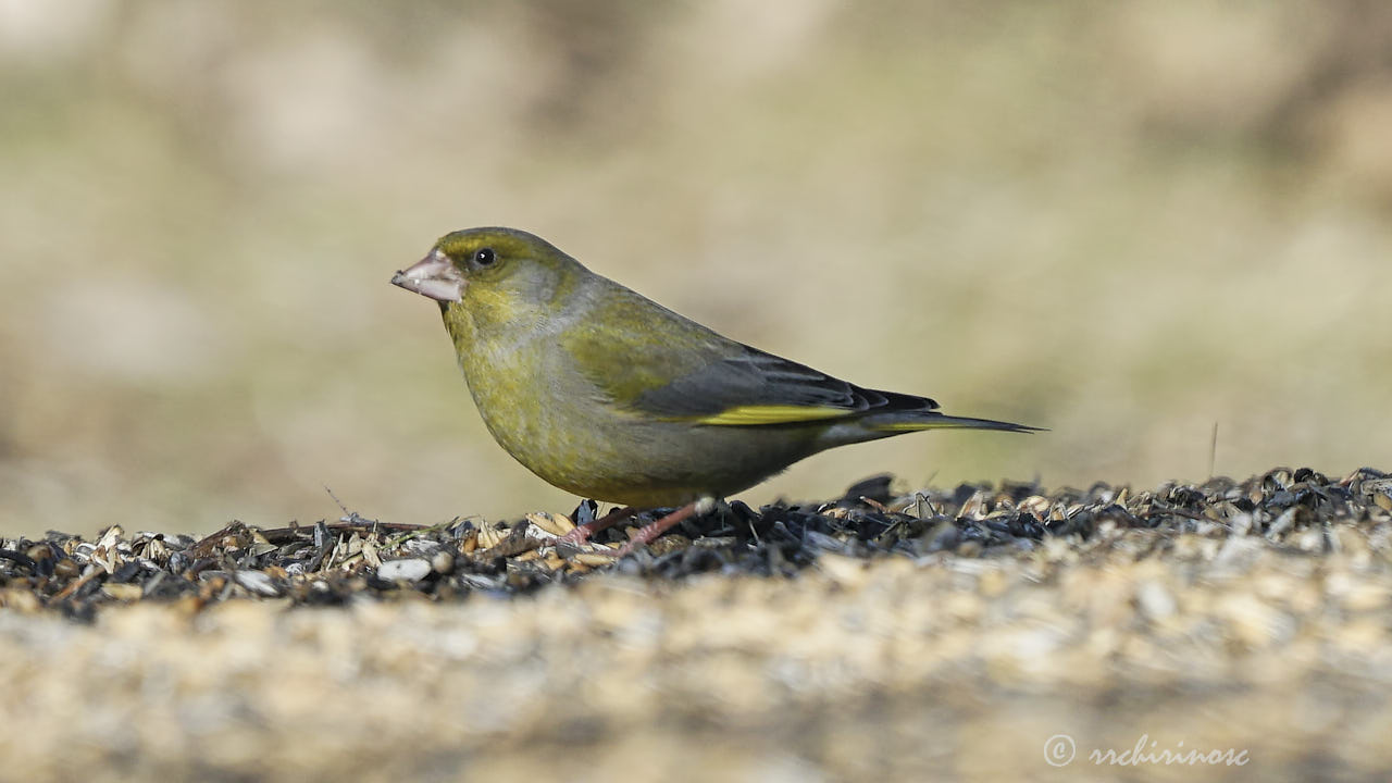 European greenfinch