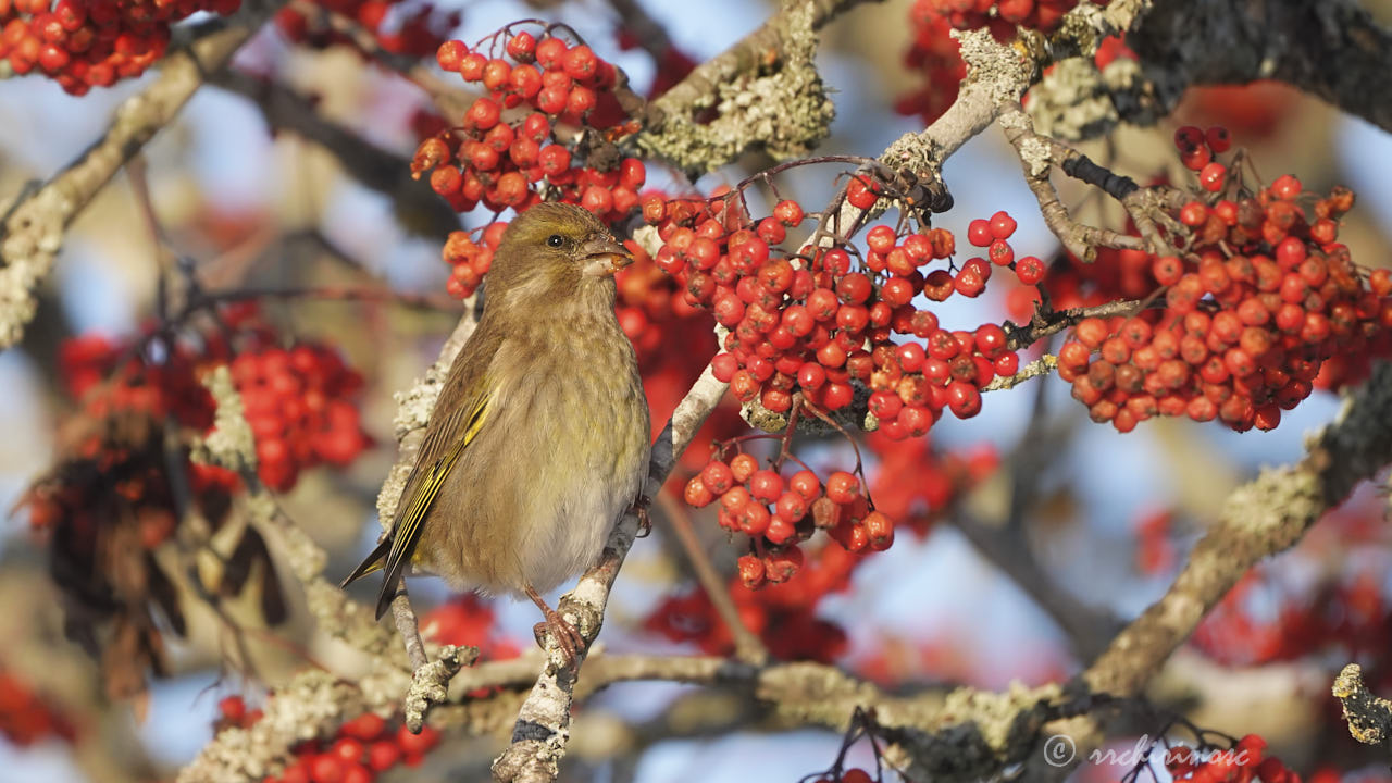 European greenfinch