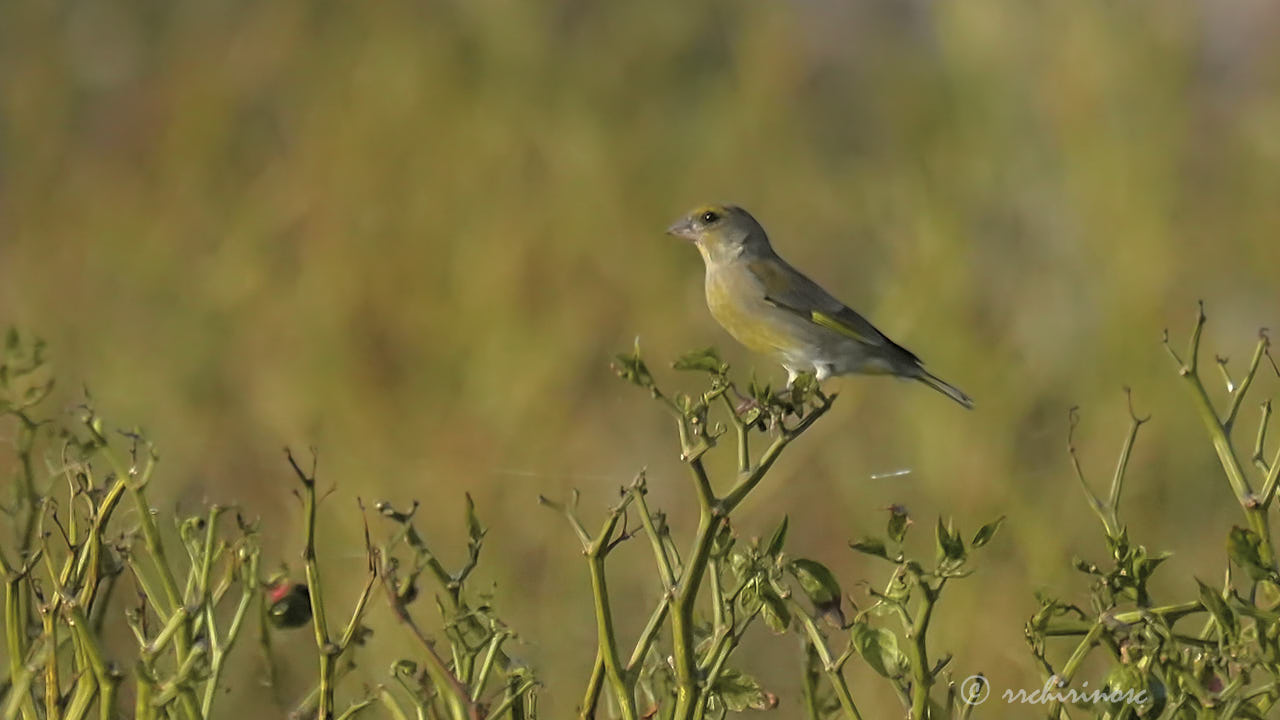 European greenfinch