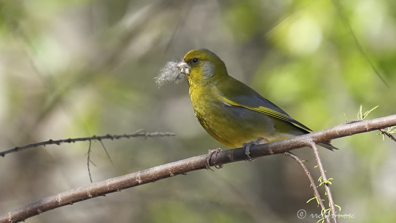 European greenfinch