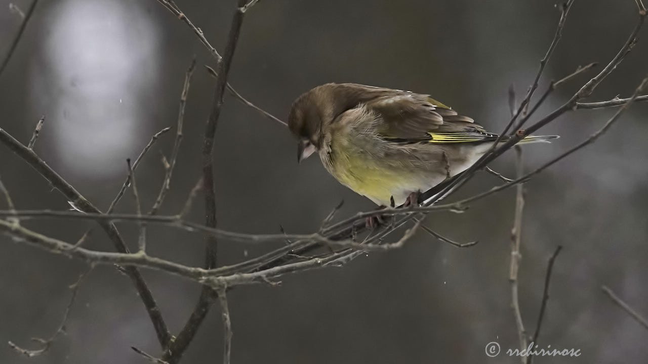 European greenfinch