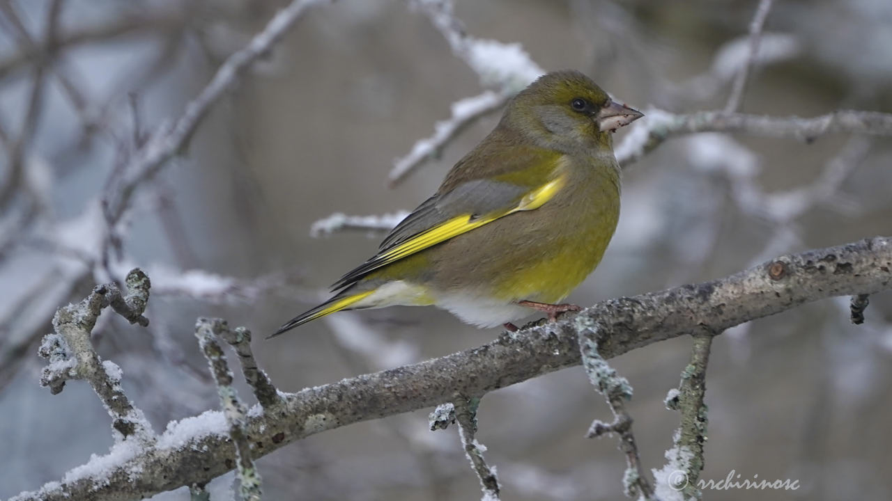 European greenfinch