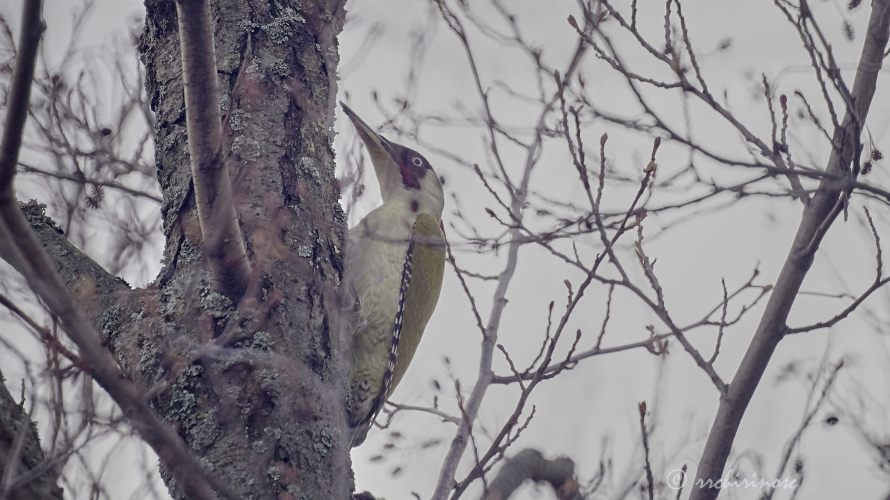 European green woodpecker