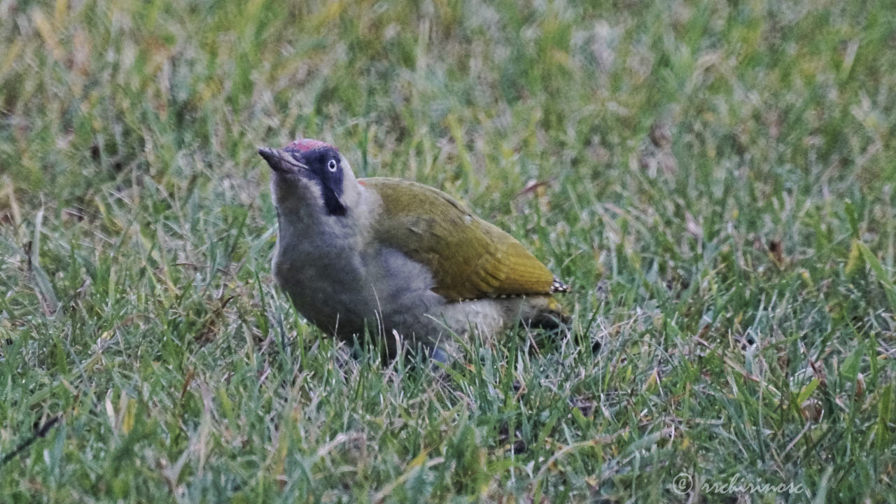 European green woodpecker