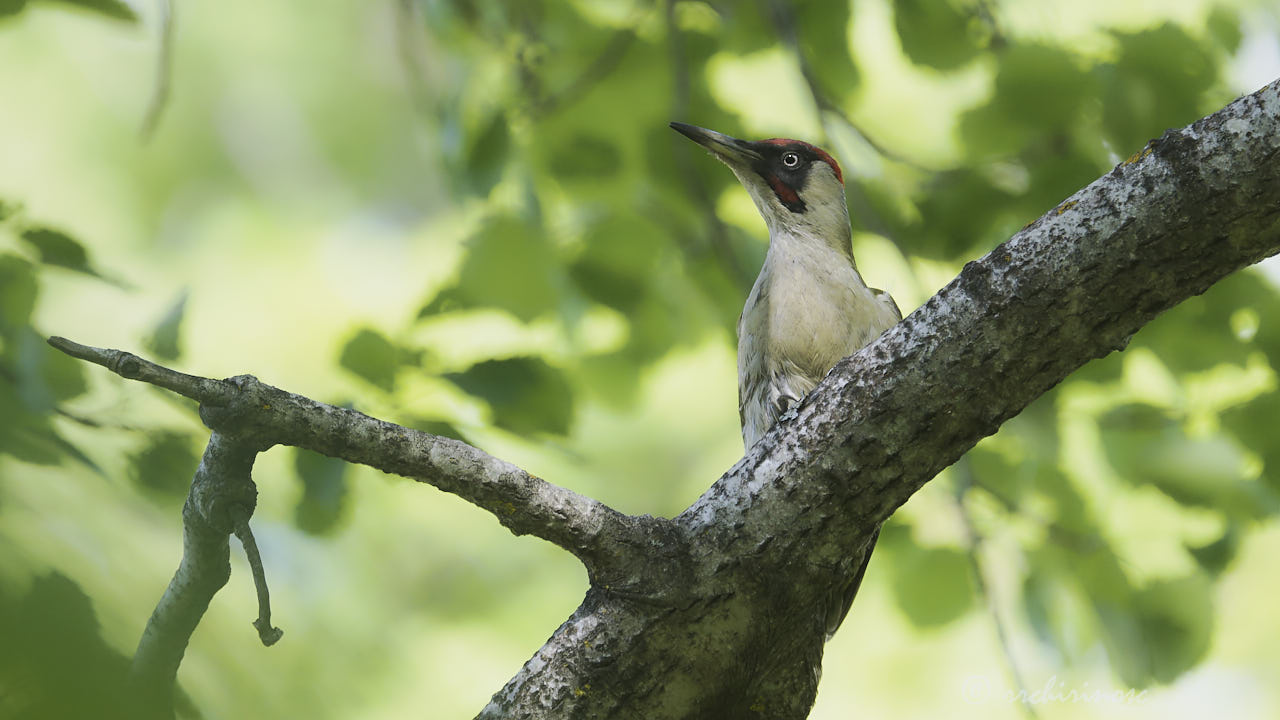 European green woodpecker