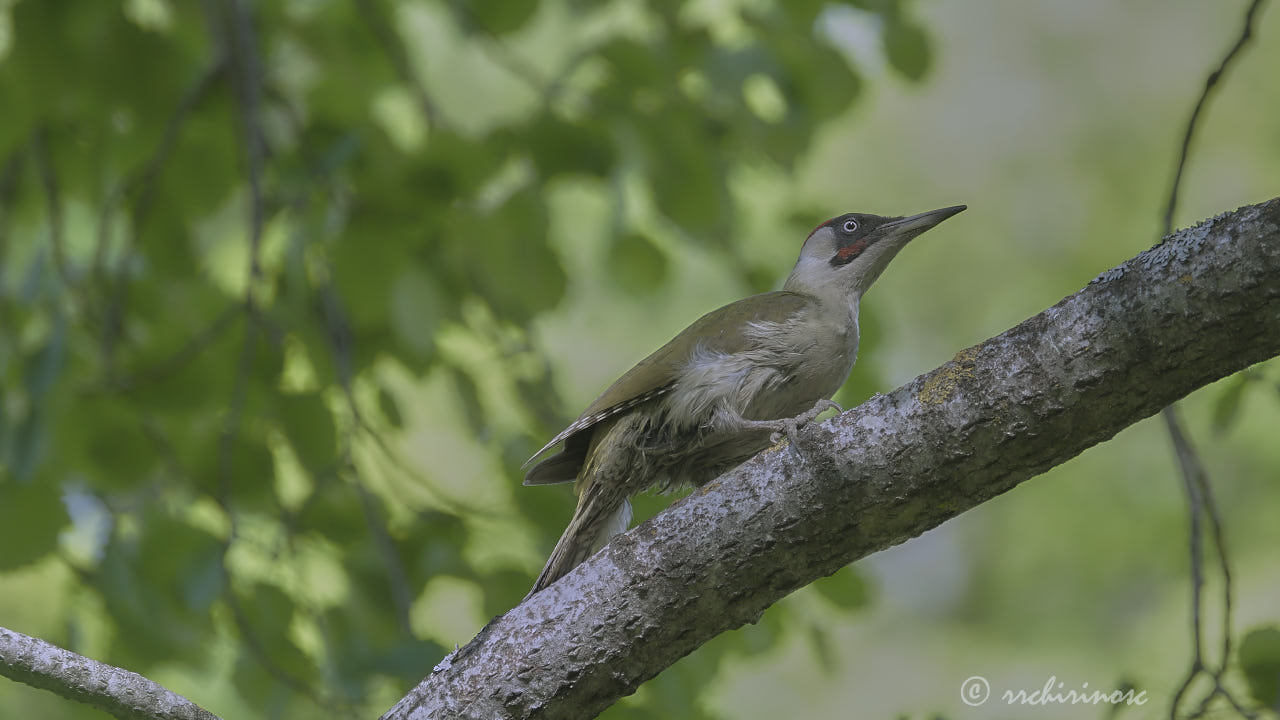 European green woodpecker