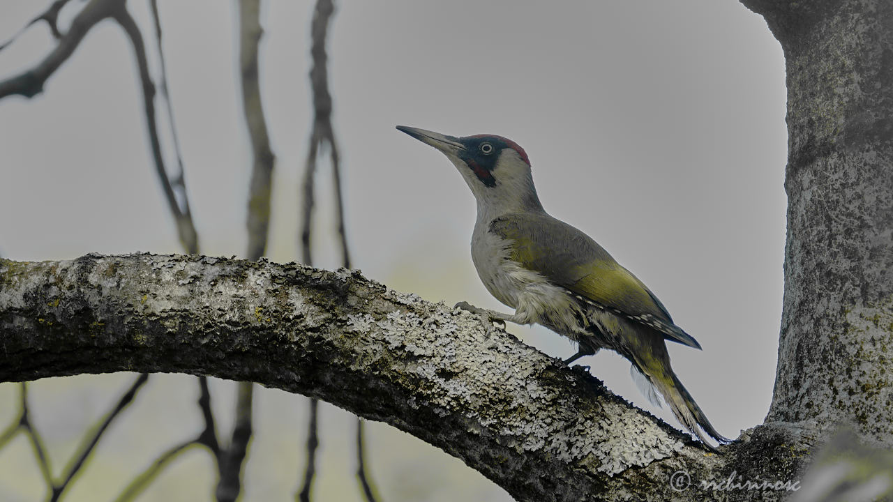 European green woodpecker